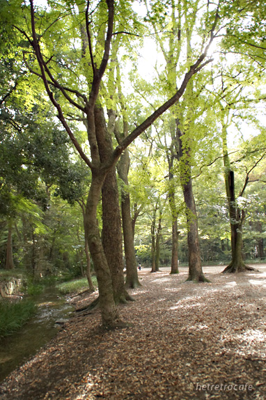 下鴨神社の林