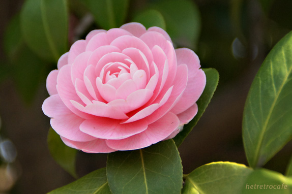 yanaka-pinkflower